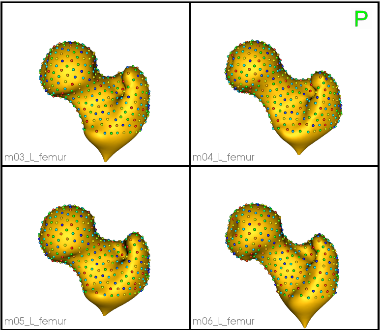 Zoom Femur Samples